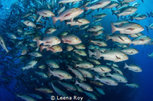 Snappers shoal by Leena Roy 